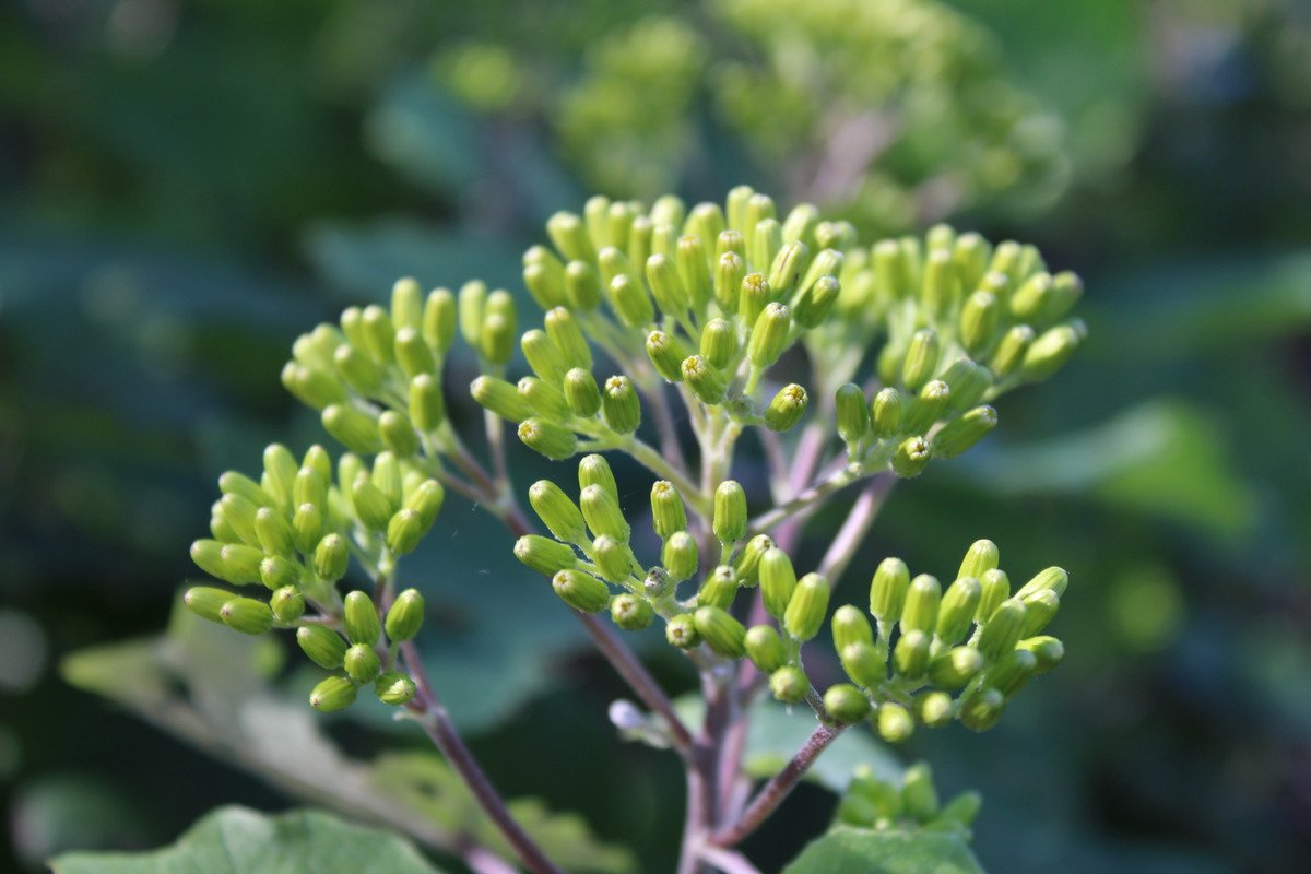 Lime Green Plant